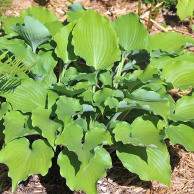 Hosta 'Grand Slam'